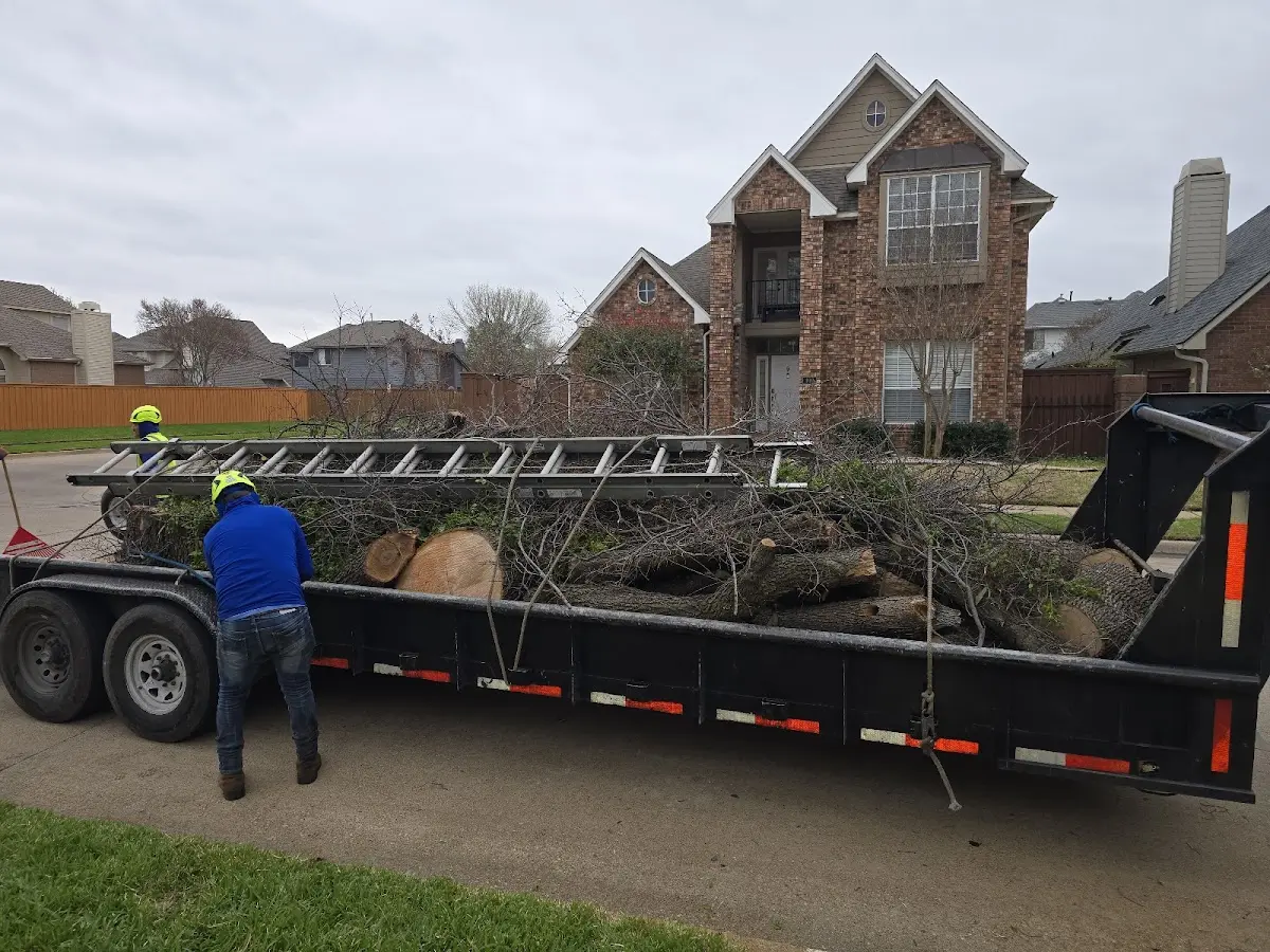 Expert Tree Pest Control with proper safety equipment in Canton